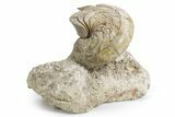 Fossil Nautilus (Aturia) - Boujdour, Morocco #359374-1